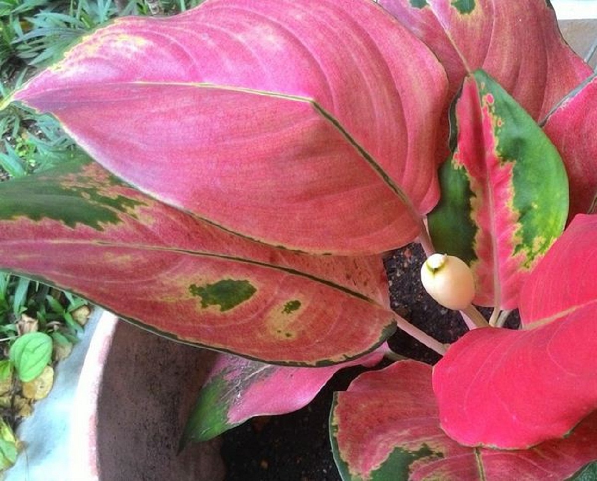 Аглаонема Cochin Red